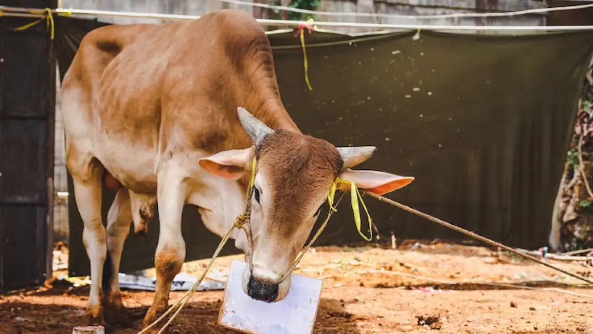 Tiga Pilar Utama Penyembelihan Halal dan Thayyib yang Perlu Dipahami
